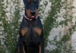 Doberman ženka