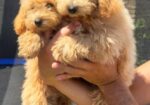 Maltipoo-Bipooo