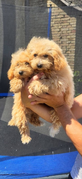 Maltipoo-Bipooo