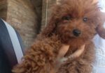 Crvena toy pudla