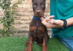 Doberman
