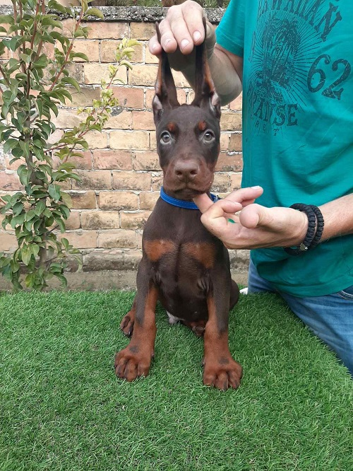 Doberman