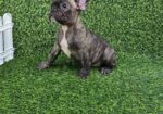 Francuski budog