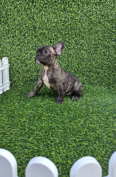 Francuski budog