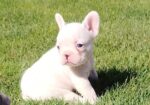 Francuski buldog