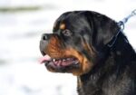 Rotvajler – stenci SAMPIONSKOG POREKLA