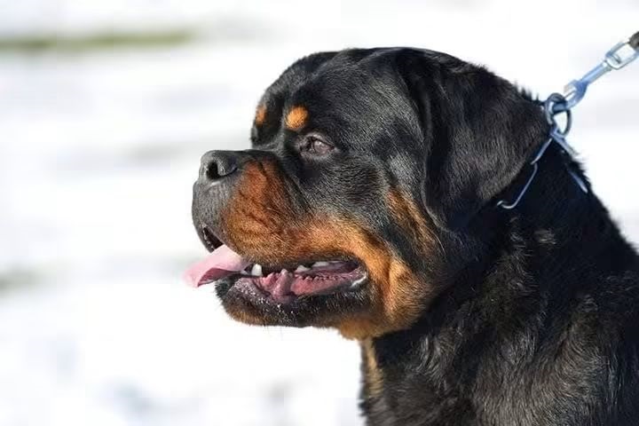 Rotvajler – stenci SAMPIONSKOG POREKLA