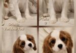 Vrhunski Cavalier King Charls Spaniel oba pola