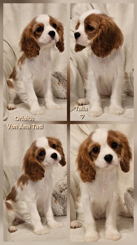 Vrhunski Cavalier King Charls Spaniel oba pola