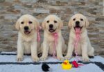 Labrador retriver štenci, prelepi