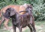 Cane Corso štenci
