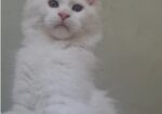 Maine Coon mačići