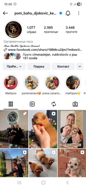 Cocapoo štenci