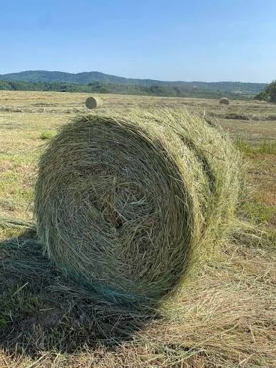 Seno lucerke ekstra kvaliteta