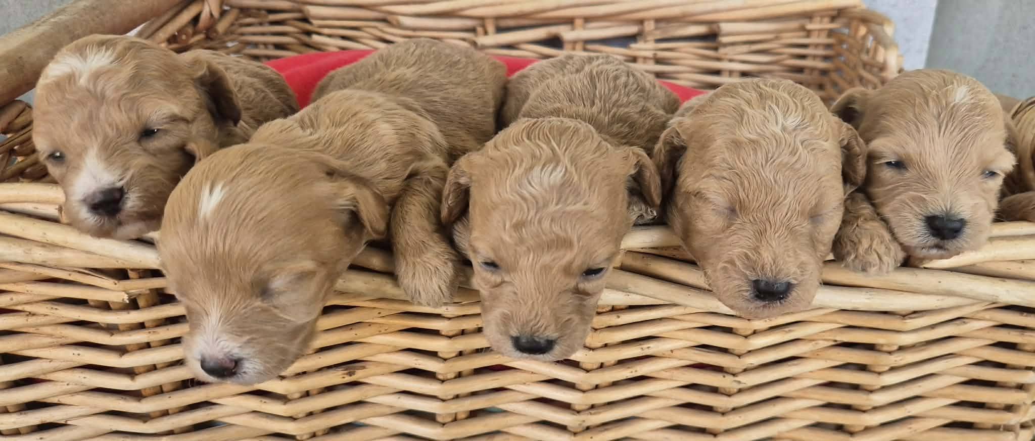 Maltipoo štenci