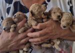 Maltipoo štenci