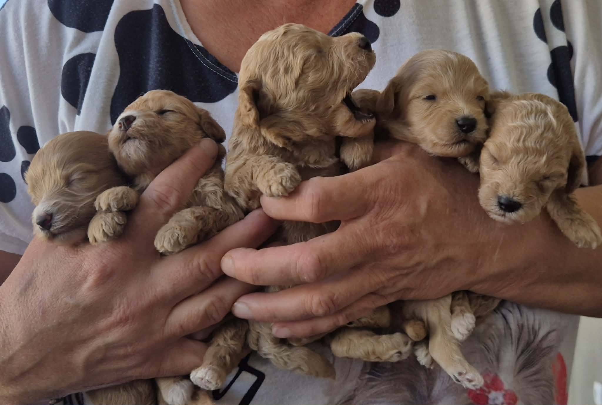 Maltipoo štenci