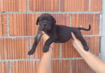 Cane Corso štenci šampionskog porekla!