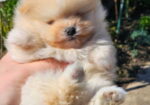Najlepsi Pomeranci Boo samo u Pom_Hash_Starsu,
