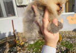 Najlepsi Pomeranci Boo samo u Pom_Hash_Starsu,