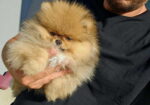 Najlepsi Pomeranci Boo samo u Pom_Hash_Starsu,
