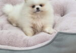 Teddy bear pomeranci, dve sestre