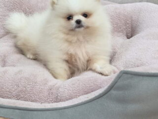 boki1
