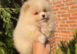 Teddy bear pomeranci, dve sestre
