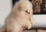 Teddy bear pomeranci, dve sestre