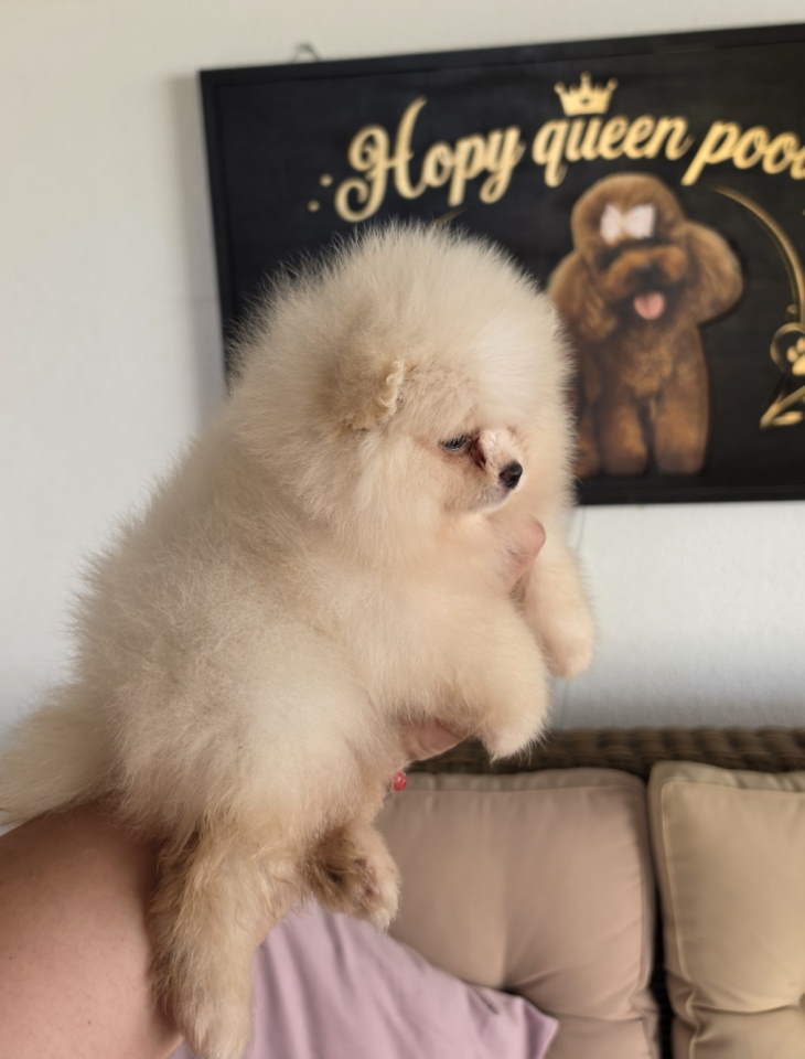 Teddy bear pomeranci, dve sestre