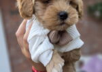 Maltipoo bebe