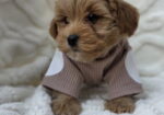 Maltipoo bebe