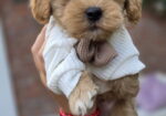 Maltipoo bebe