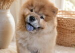 Predivan Chow Chow mužjak, star 3 meseca