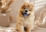 Predivan Chow Chow mužjak, star 3 meseca