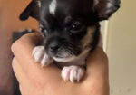 Čivava štene prelepa Civava Chihuahua apple head