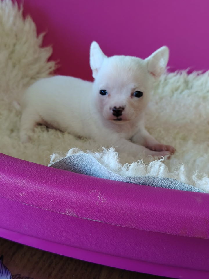 Mini CIVAVE oba pola kratkodlaki i dugodlaki