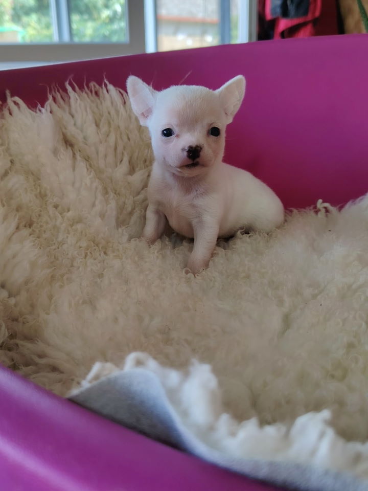 Mini CIVAVE oba pola kratkodlaki i dugodlaki