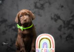 Crni i braon mužjak Labrador retrivera