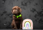 Crni i braon mužjak Labrador retrivera