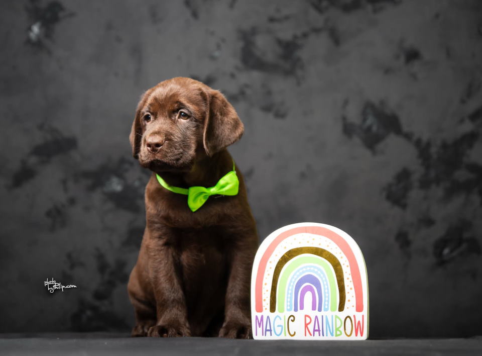 Crni i braon mužjak Labrador retrivera