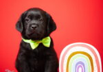 Crni i braon mužjak Labrador retrivera
