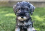 Patuljasti Šnaucer Miniature Schnauzer