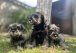 Patuljasti Šnaucer Miniature Schnauzer