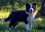 Border Collie – Border koli štenad