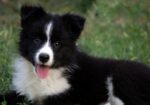 Border Collie – Border koli štenad