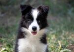 Border Collie – Border koli štenad