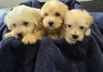 Prelepi Maltipoo štenci