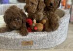 Francuske Toy i patuljaste pudle, prelepe bebe