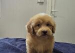 Prelepi Maltipoo štenci